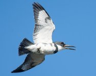 KingfisherFlight-2.jpg