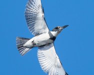 KingfisherFlight-3.jpg