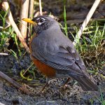 Robin2.jpg