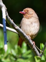 Towhee.jpg