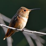 Hummer14.jpg