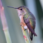 Hummer9.jpg