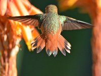 Hummer10.jpg
