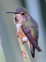 Hummer8.jpg