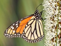 Monarch4.jpg
