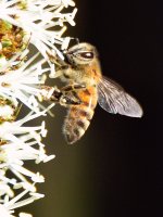 Bee2.jpg