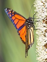 Monarch5.jpg
