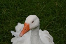 The Bird Gardens.19.jpg