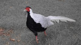 The Bird Gardens.30.jpg