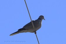 3-25-16-cr__D7K2533.jpg