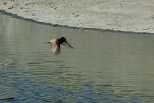 ROY_2114.JPG