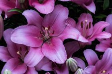 P1000071lily5.jpg