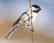 Chickadee-102.jpg