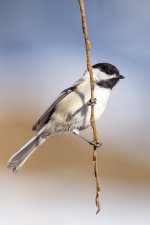 Chickadee-101.jpg