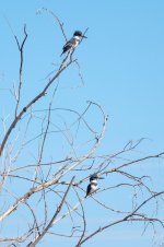 KingfisherDuo-1.jpg