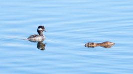 DuckBeaver-1.jpg