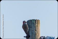 201660326-3929.jpg