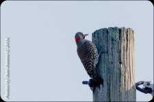 201660326-3932.jpg