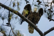 Bald Eagle-Berry College-.jpg