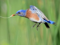 Bluebird.jpg