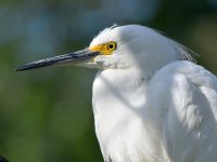 Egret9.jpg