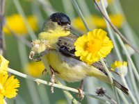 Goldfinch.jpg