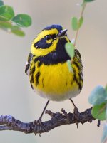 TownsendWarbler2.jpg