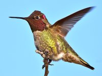 Hummer.jpg