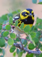 TownsendWarbler3.jpg