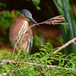 GreenHeron8.jpg