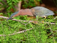 GreenHeron7.jpg