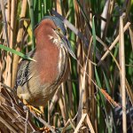 GreenHeron11.jpg