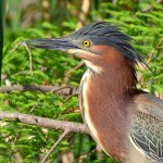 GreenHeron3.jpg