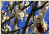 Apricot Tree Blossoms #2  3-26-2016.jpg