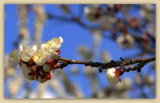Apricot Tree Blossoms #5 3-26-2016.jpg