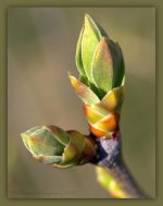 Lilac Bush Buds  3-26-2016.jpg