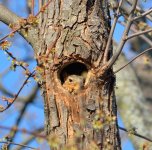 DSC_0597.jpg nxd.jpg