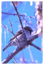 Sparrow DSC_8772 -1.jpg