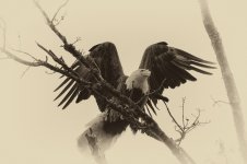 Bald Eagle-Berry College--2.jpg