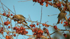 Waxwing DSC_6854 -1.jpg