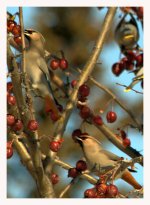 waxwings  DSC_6846 -1.jpg