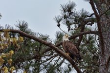 Bald Eagle-Berry College--4.jpg