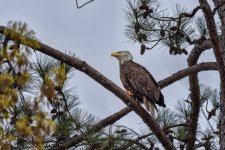 Bald Eagle-Berry College--5.jpg