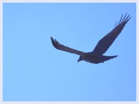 DSC_8682 -1 Crow in flight.jpg