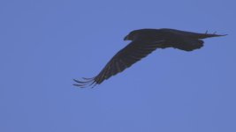 DSC_8683 -1 crow in flight.jpg