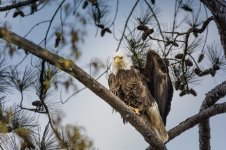 Bald Eagle-Berry College--3.jpg