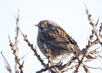 DSC_9114.jpg