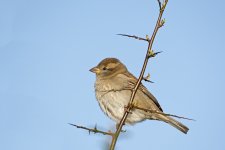 DSC_9037.jpg