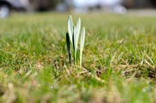 Daffodil Sprouting.jpg