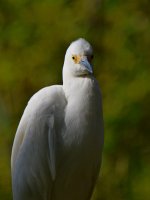 Egret10.jpg